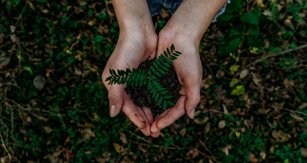 Reforestar bosques para combatir el cambio climático. ¿Lo estamos haciendo bien?