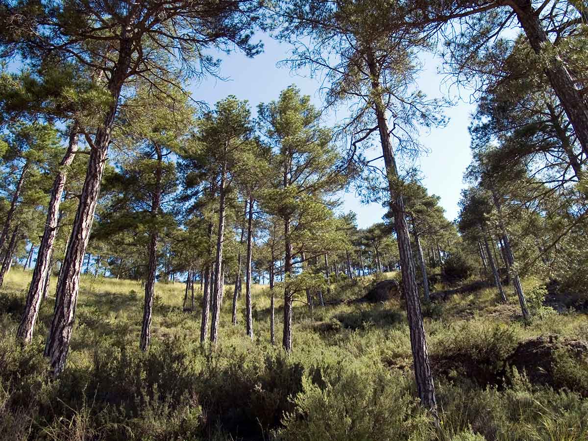 La gestión sostenible de los bosques en España aporta 69.000 millones de euros de valor a la economía española y genera 1,4 millones de empleos