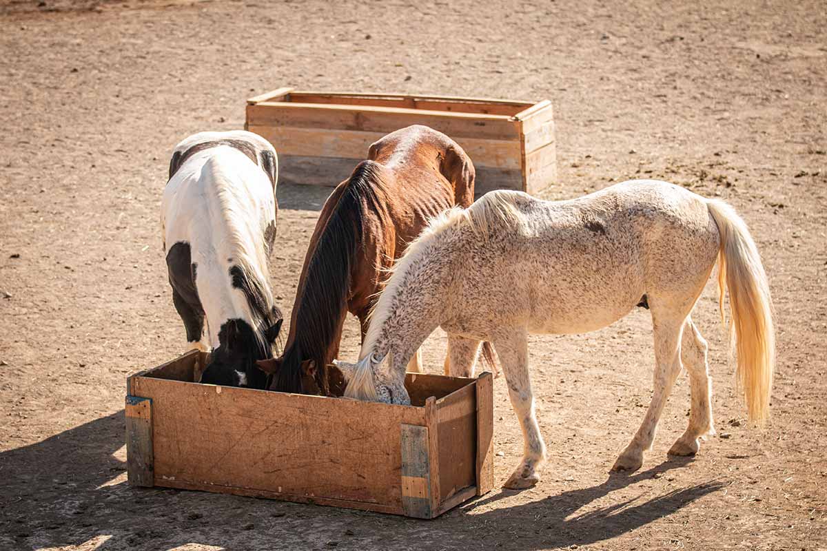 Santuario de caballos Tenerife Horse Rescue: El km0 de la esperanza